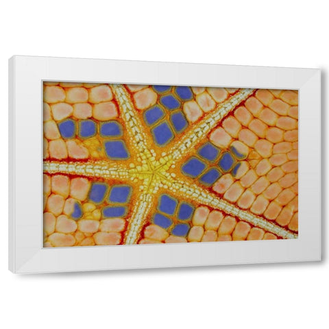 Indonesia, Lembeh Strait Patterns on sea star White Modern Wood Framed Art Print by Shimlock, Jones
