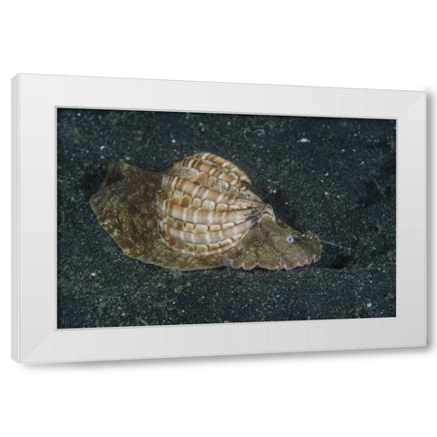 Indonesia, Lembeh Strait Mollusk on sea floor White Modern Wood Framed Art Print by Shimlock, Jones