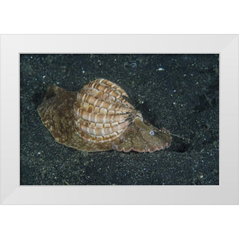 Indonesia, Lembeh Strait Mollusk on sea floor White Modern Wood Framed Art Print by Shimlock, Jones