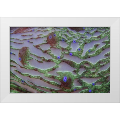 Indonesia, Cenderawasih Bay Patterns on coral White Modern Wood Framed Art Print by Shimlock, Jones