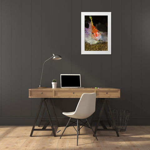 Indonesia, Papua, Cenderawasih Bay Hawkfish White Modern Wood Framed Art Print by Shimlock, Jones