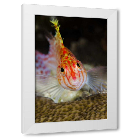 Indonesia, Papua, Cenderawasih Bay Hawkfish White Modern Wood Framed Art Print by Shimlock, Jones
