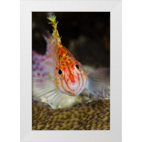 Indonesia, Papua, Cenderawasih Bay Hawkfish White Modern Wood Framed Art Print by Shimlock, Jones