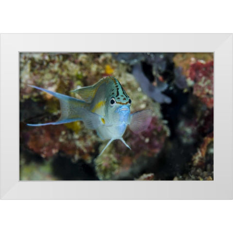 Indonesia, Papua, Cenderawasih Bay Angelfish White Modern Wood Framed Art Print by Shimlock, Jones