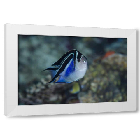 Indonesia, Papua, Cenderawasih Bay Angelfish White Modern Wood Framed Art Print by Shimlock, Jones
