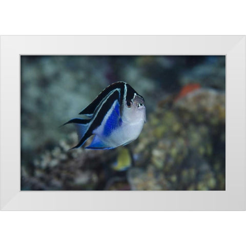 Indonesia, Papua, Cenderawasih Bay Angelfish White Modern Wood Framed Art Print by Shimlock, Jones