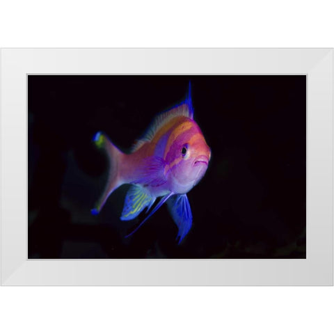 Indonesia, Papua, Cenderawasih Bay Anthia White Modern Wood Framed Art Print by Shimlock, Jones