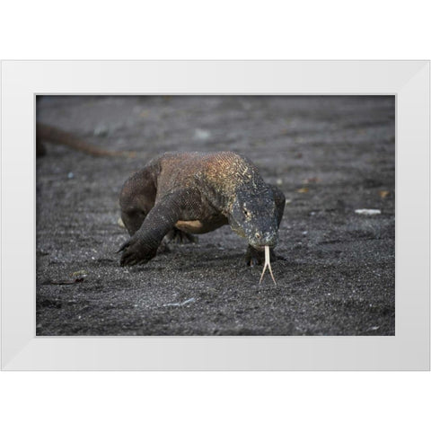 Indonesia, Rinca Island, Komodo NP Komodo dragon White Modern Wood Framed Art Print by Shimlock, Jones