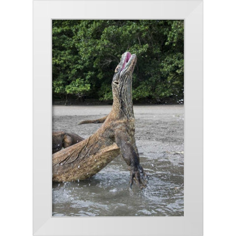 Indonesia, Rinca Island, Komodo NP Komodo dragon White Modern Wood Framed Art Print by Shimlock, Jones