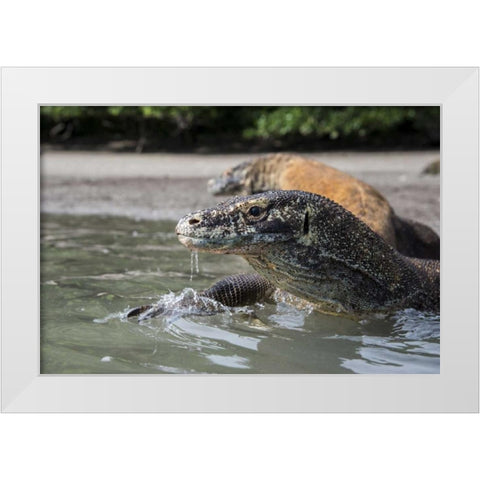 Indonesia, Rinca Island, Komodo NP Komodo dragon White Modern Wood Framed Art Print by Shimlock, Jones