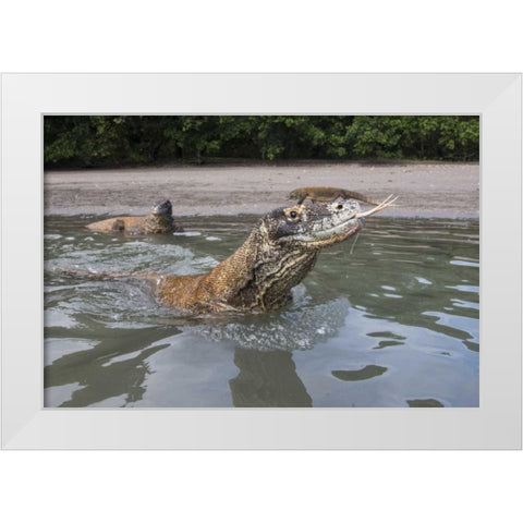 Indonesia, Rinca Island, Komodo NP Komodo dragon White Modern Wood Framed Art Print by Shimlock, Jones