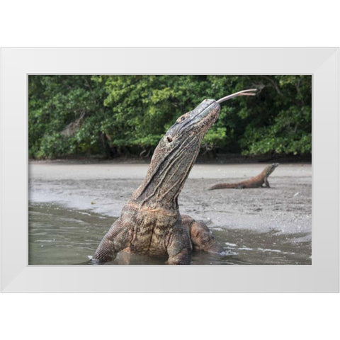 Indonesia, Rinca Island, Komodo NP Komodo dragon White Modern Wood Framed Art Print by Shimlock, Jones