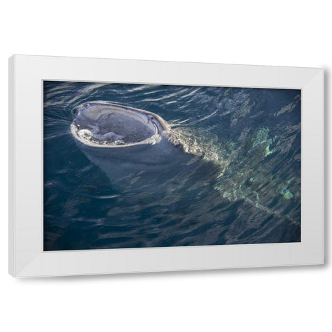 Indonesia, Papua, Cenderawasih Bay Whale shark White Modern Wood Framed Art Print by Shimlock, Jones