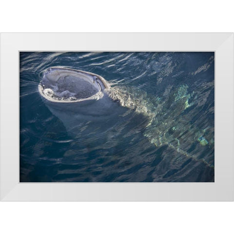 Indonesia, Papua, Cenderawasih Bay Whale shark White Modern Wood Framed Art Print by Shimlock, Jones