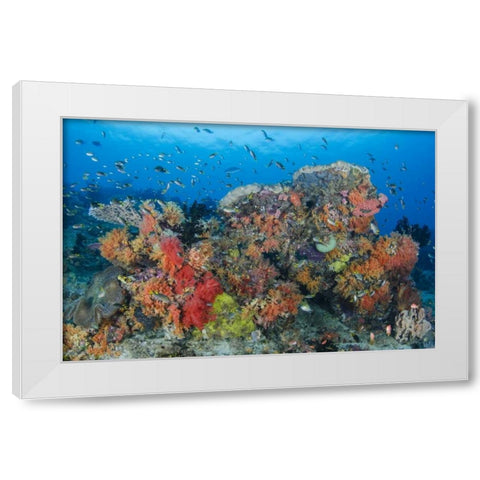 Indonesia, Papua, Raja Ampat Fish around coral White Modern Wood Framed Art Print by Shimlock, Jones