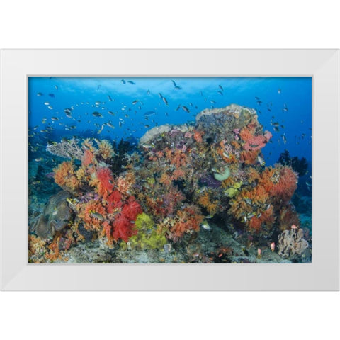Indonesia, Papua, Raja Ampat Fish around coral White Modern Wood Framed Art Print by Shimlock, Jones