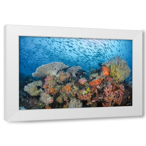 Indonesia, Papua, Raja Ampat Fish around coral White Modern Wood Framed Art Print by Shimlock, Jones