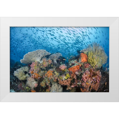 Indonesia, Papua, Raja Ampat Fish around coral White Modern Wood Framed Art Print by Shimlock, Jones