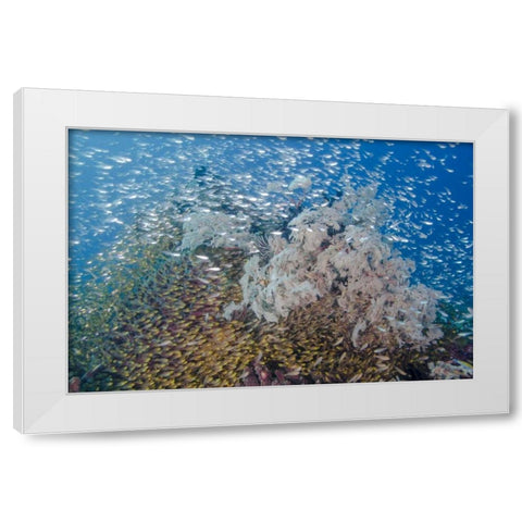 Indonesia, Komodo NP Fish schooling over a reef White Modern Wood Framed Art Print by Shimlock, Jones