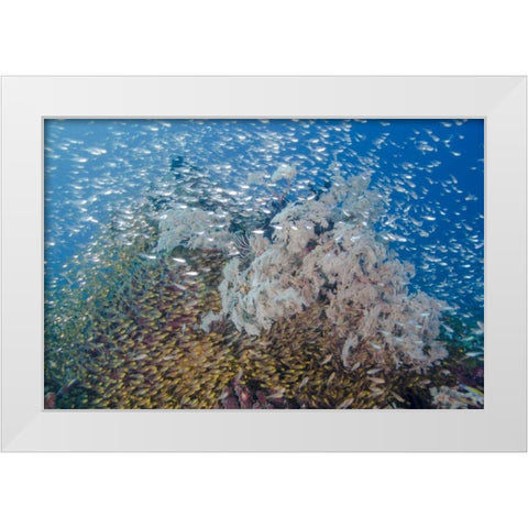 Indonesia, Komodo NP Fish schooling over a reef White Modern Wood Framed Art Print by Shimlock, Jones