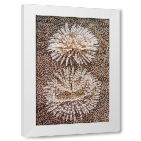 Indonesia, Komodo NP Close-up of tube worms White Modern Wood Framed Art Print by Shimlock, Jones