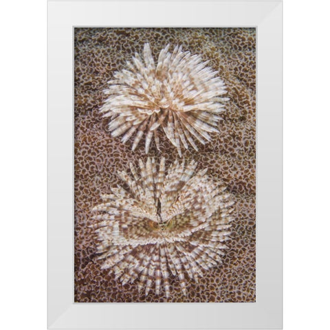 Indonesia, Komodo NP Close-up of tube worms White Modern Wood Framed Art Print by Shimlock, Jones