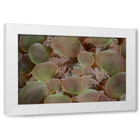 Indonesia, Komodo NP Close-up of hard coral White Modern Wood Framed Art Print by Shimlock, Jones