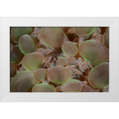 Indonesia, Komodo NP Close-up of hard coral White Modern Wood Framed Art Print by Shimlock, Jones