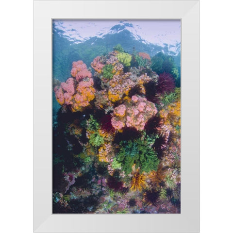Indonesia, Komodo NP Close-up of coral reef White Modern Wood Framed Art Print by Shimlock, Jones