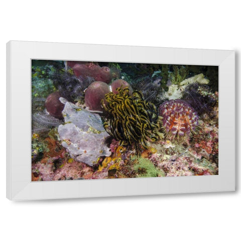 Indonesia, Komodo NP White frogfish on coral White Modern Wood Framed Art Print by Shimlock, Jones