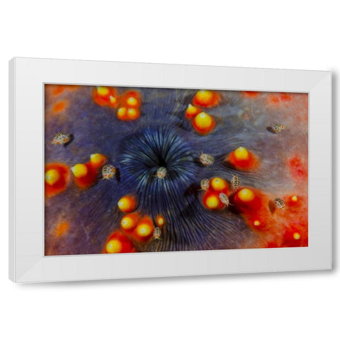 Indonesia, Komodo NP Ostracods on sea cucumber White Modern Wood Framed Art Print by Shimlock, Jones