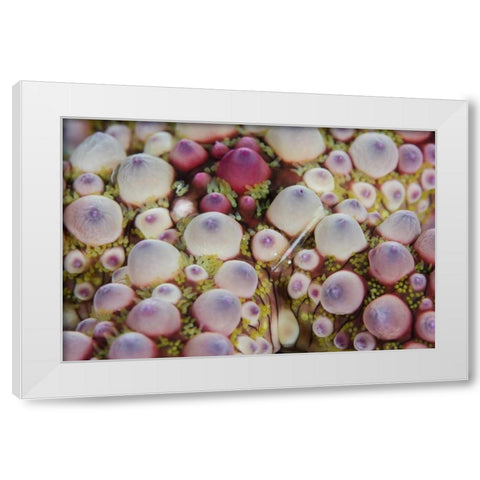 Indonesia, Lembeh Strait Shrimp over sea star White Modern Wood Framed Art Print by Shimlock, Jones