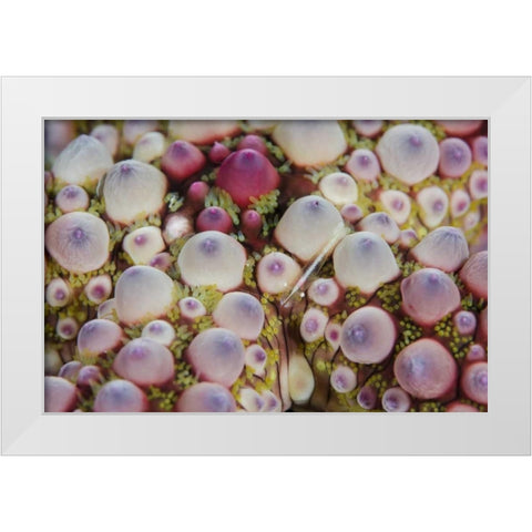 Indonesia, Lembeh Strait Shrimp over sea star White Modern Wood Framed Art Print by Shimlock, Jones