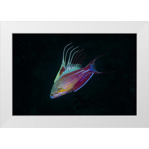 Indonesia, Sulawesi, Lembeh Strait Wrasse fish White Modern Wood Framed Art Print by Shimlock, Jones