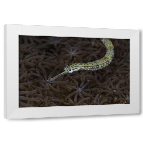 Indonesia, Sulawesi, Pipefish swimming over coral White Modern Wood Framed Art Print by Shimlock, Jones