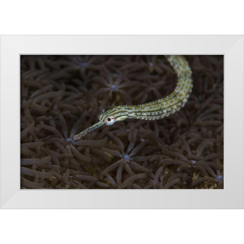 Indonesia, Sulawesi, Pipefish swimming over coral White Modern Wood Framed Art Print by Shimlock, Jones