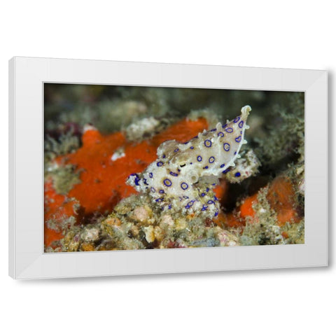 Indonesia, Papua, Raja Ampat Blue-ringed octopus White Modern Wood Framed Art Print by Shimlock, Jones