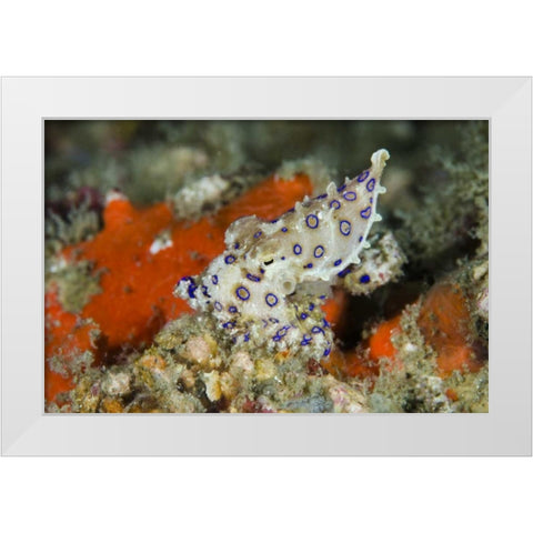 Indonesia, Papua, Raja Ampat Blue-ringed octopus White Modern Wood Framed Art Print by Shimlock, Jones