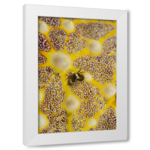 Indonesia, Lembeh Strait Crab on sea star White Modern Wood Framed Art Print by Shimlock, Jones