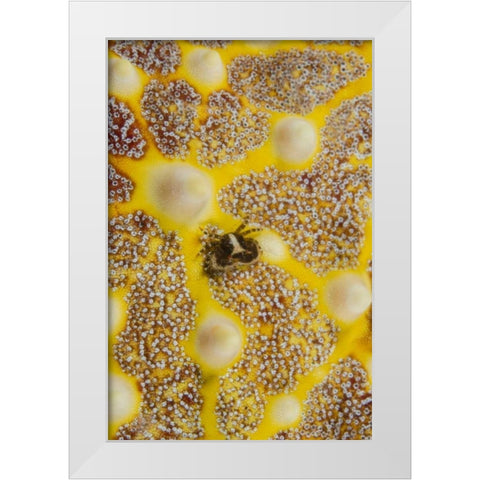 Indonesia, Lembeh Strait Crab on sea star White Modern Wood Framed Art Print by Shimlock, Jones
