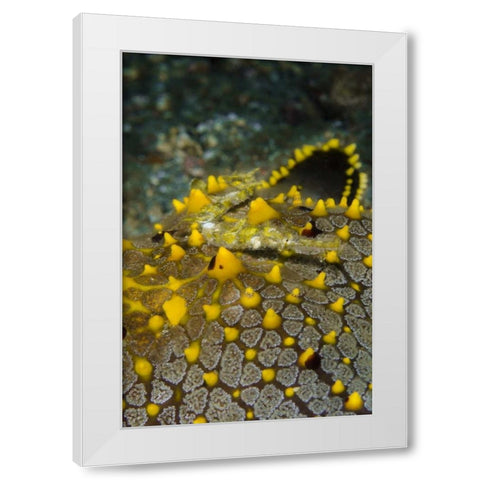 Indonesia, Lembeh Strait Pipefish on sea star White Modern Wood Framed Art Print by Shimlock, Jones