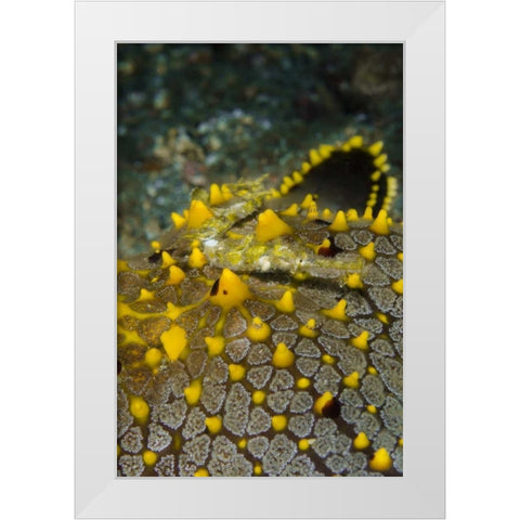Indonesia, Lembeh Strait Pipefish on sea star White Modern Wood Framed Art Print by Shimlock, Jones