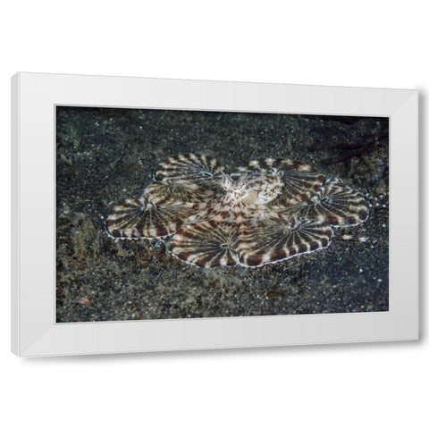 Indonesia, Lembeh Strait Close-up of octopus White Modern Wood Framed Art Print by Shimlock, Jones
