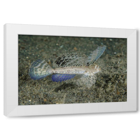 Indonesia, Lembeh Strait Dragonet fish White Modern Wood Framed Art Print by Shimlock, Jones