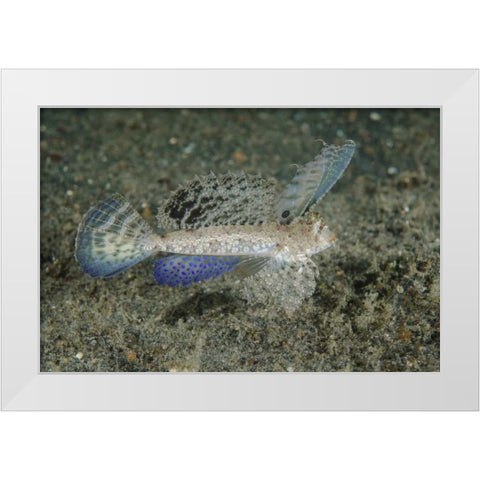 Indonesia, Lembeh Strait Dragonet fish White Modern Wood Framed Art Print by Shimlock, Jones