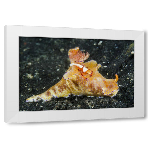 Indonesia, Lembeh Strait Shrimp on nudibranch White Modern Wood Framed Art Print by Shimlock, Jones