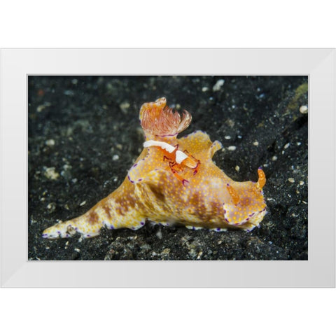 Indonesia, Lembeh Strait Shrimp on nudibranch White Modern Wood Framed Art Print by Shimlock, Jones