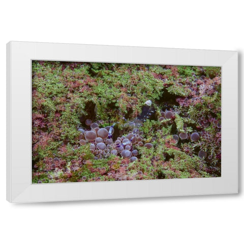 Indonesia, Lembeh Strait Shrimp on anemone White Modern Wood Framed Art Print by Shimlock, Jones