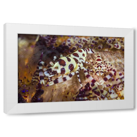 Indonesia, Lembeh Strait Shrimp and sea urchin White Modern Wood Framed Art Print by Shimlock, Jones