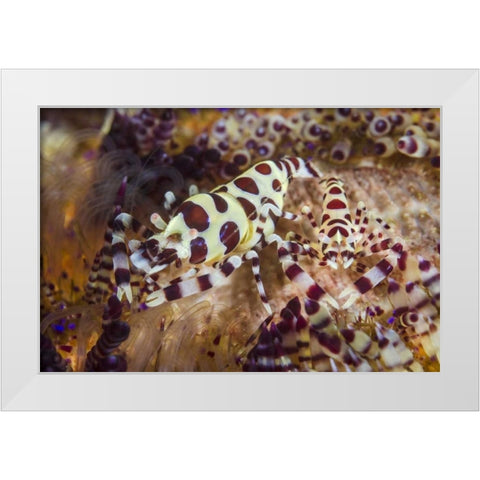 Indonesia, Lembeh Strait Shrimp and sea urchin White Modern Wood Framed Art Print by Shimlock, Jones
